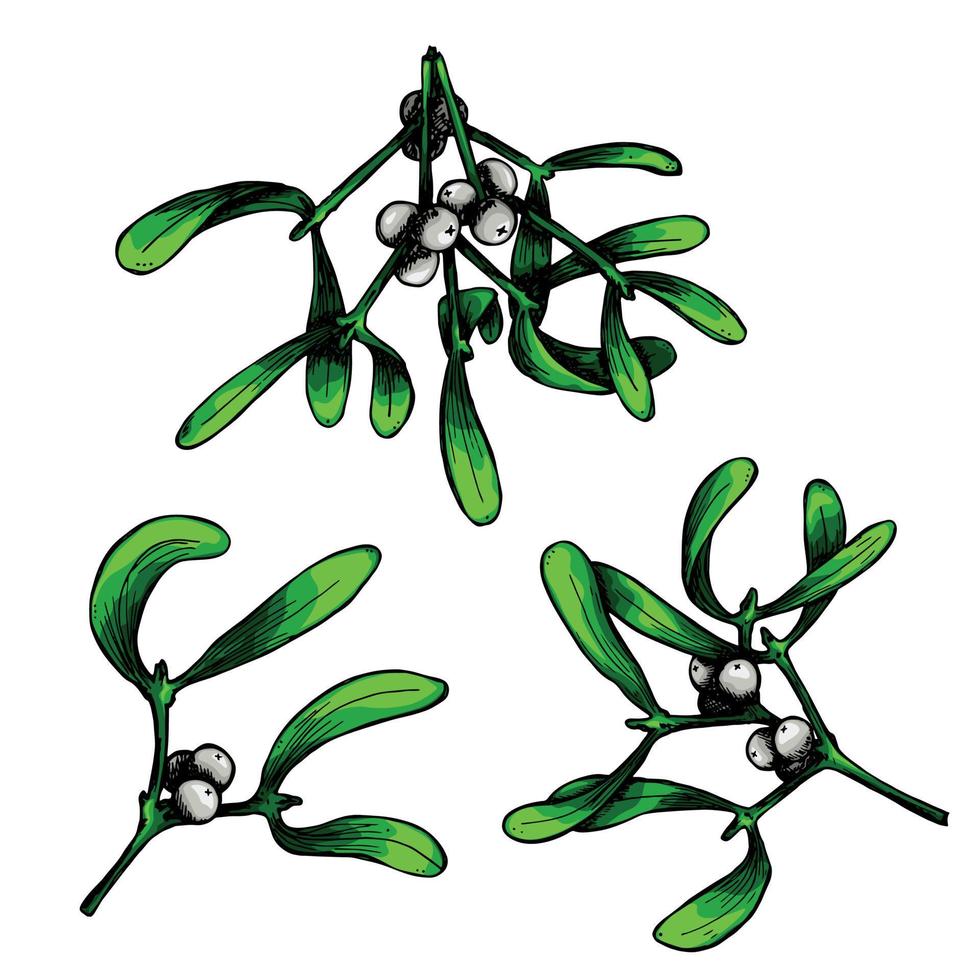 Hand drawn Christmas and New Year clipart. Mistletoe twigs with berries. Holiday illustration vector