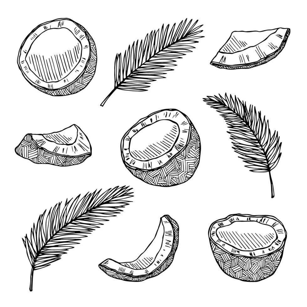 conjunto de imágenes prediseñadas de coco. icono de tuerca dibujado a mano. ilustración tropical. para impresión, web, diseño, decoración vector