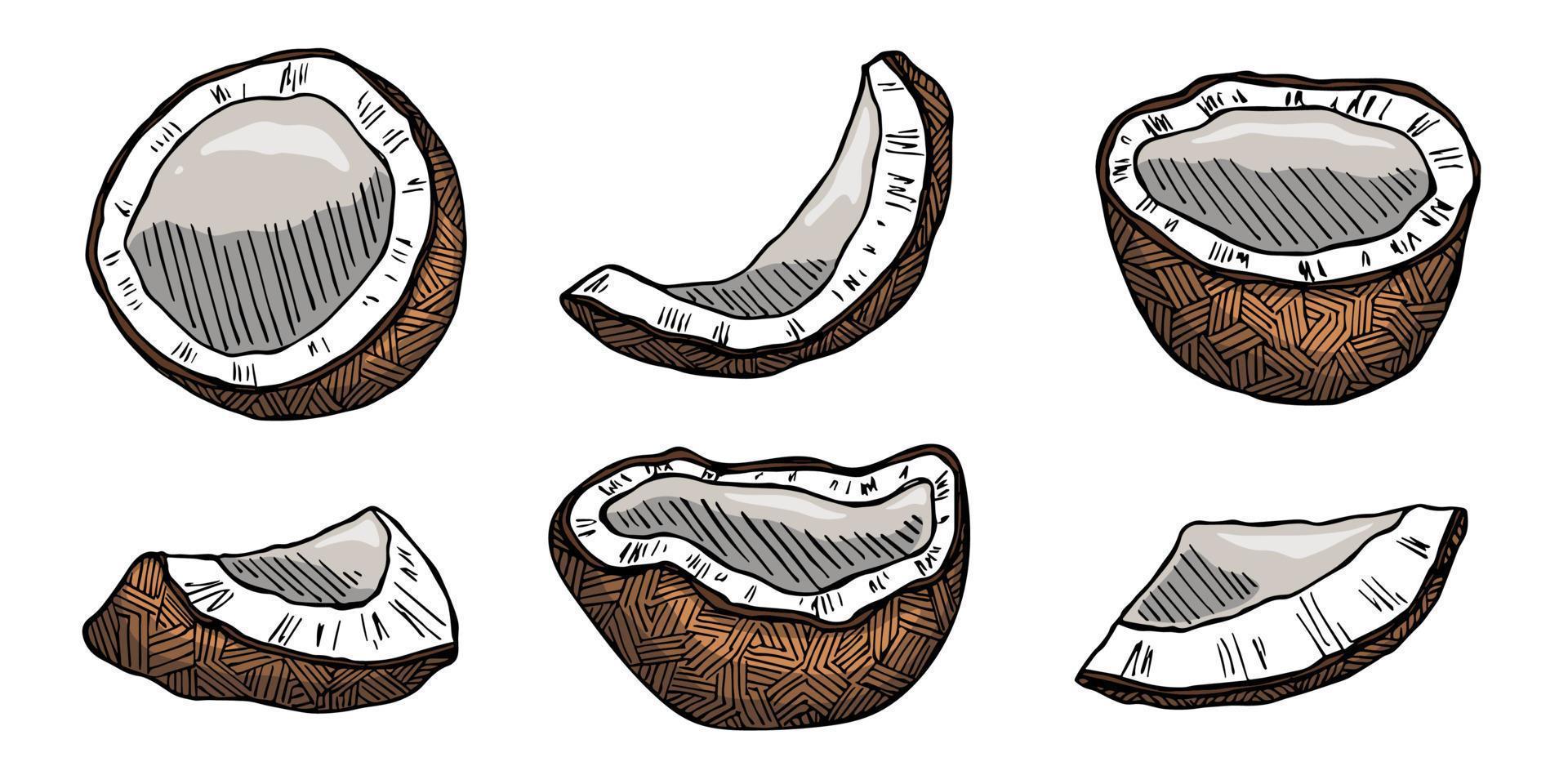 Set of coconut cliparts. Hand drawn nut icon. Tropical illustration. For print, web, design, decor vector