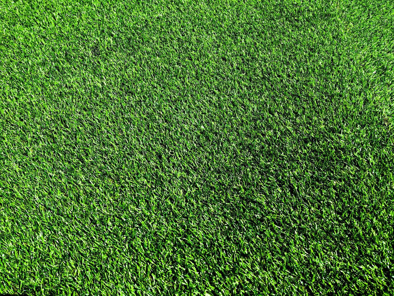 Green grass close up view in the jungle with copy space for design photo