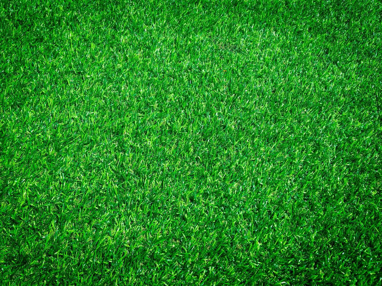 Green grass close up view in the jungle with copy space for design photo