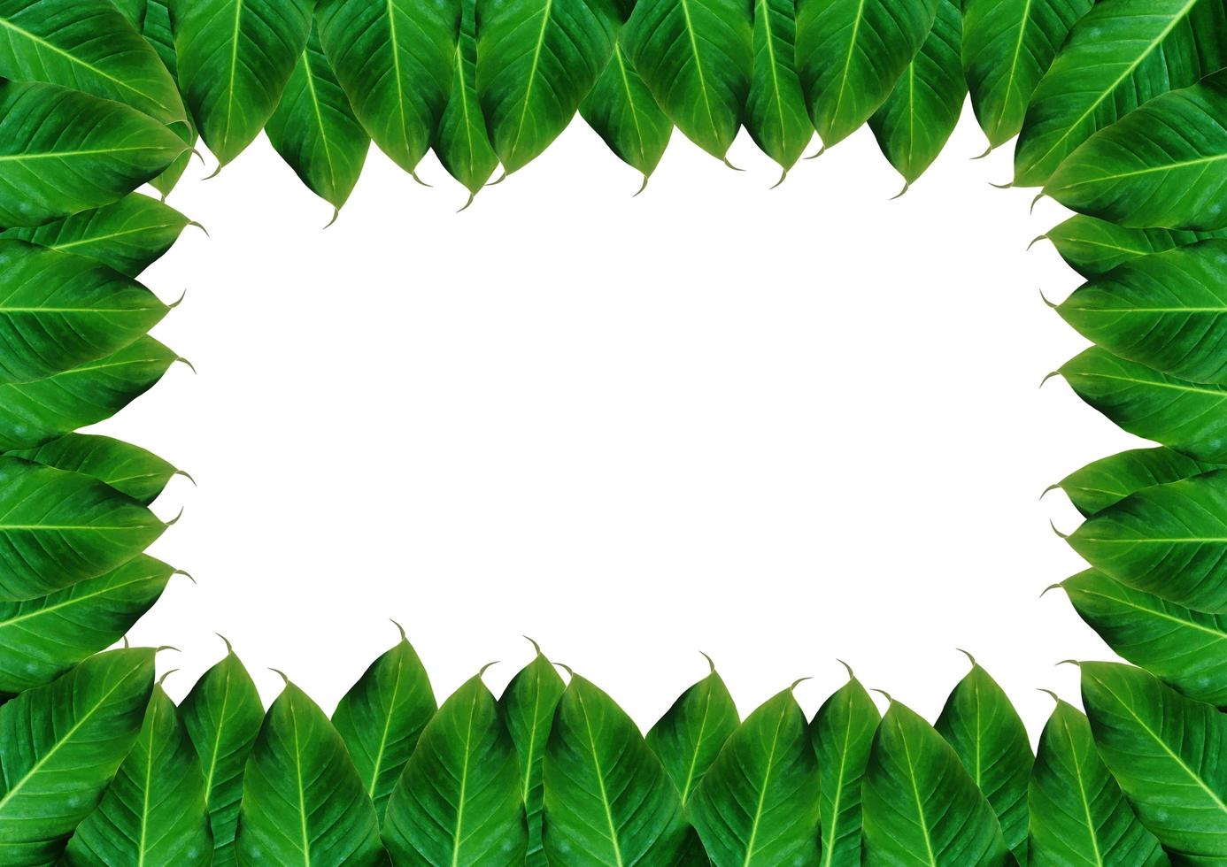 Top view of green leaves border isolated on white background with clipping path for design. Copy space for text, summer photo