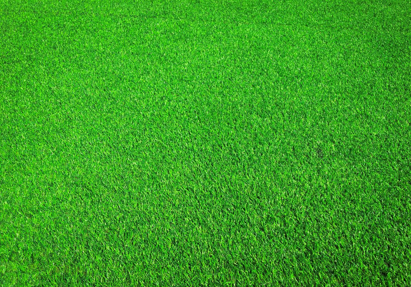 Green grass close up view in the jungle with copy space for design photo