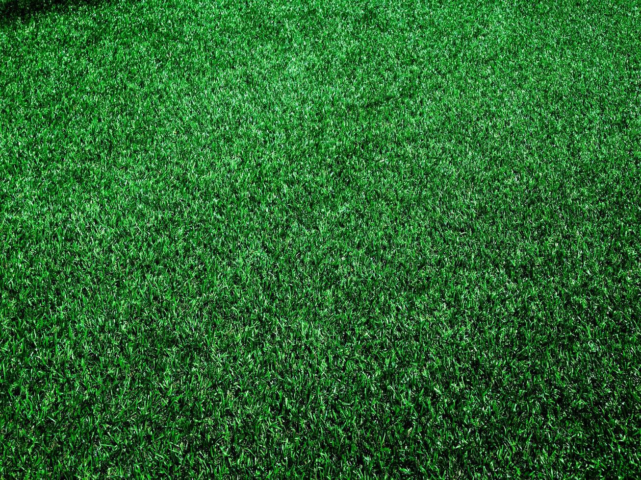 Closeup view of green grass soccer field background. Wallpaper for work and design. photo