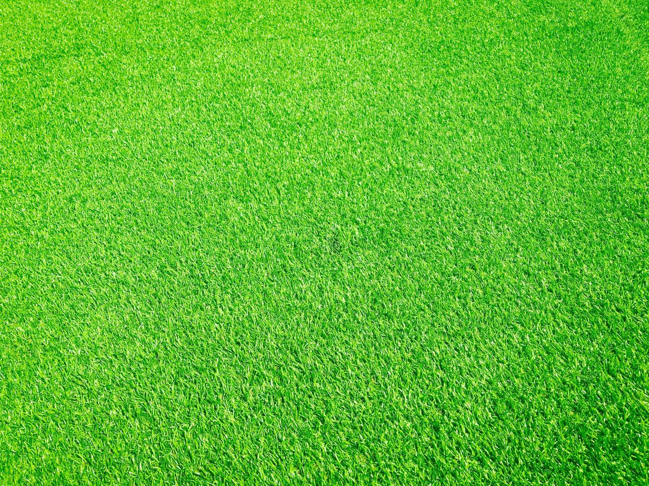 Green grass close up view in the jungle with copy space for design photo