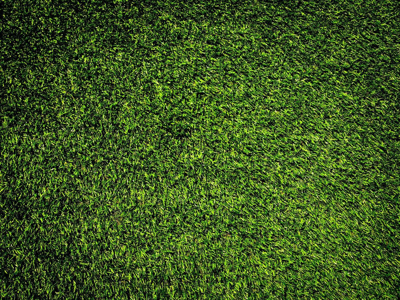 Green grass texture use as natural background. Wallpaper for design artwork photo
