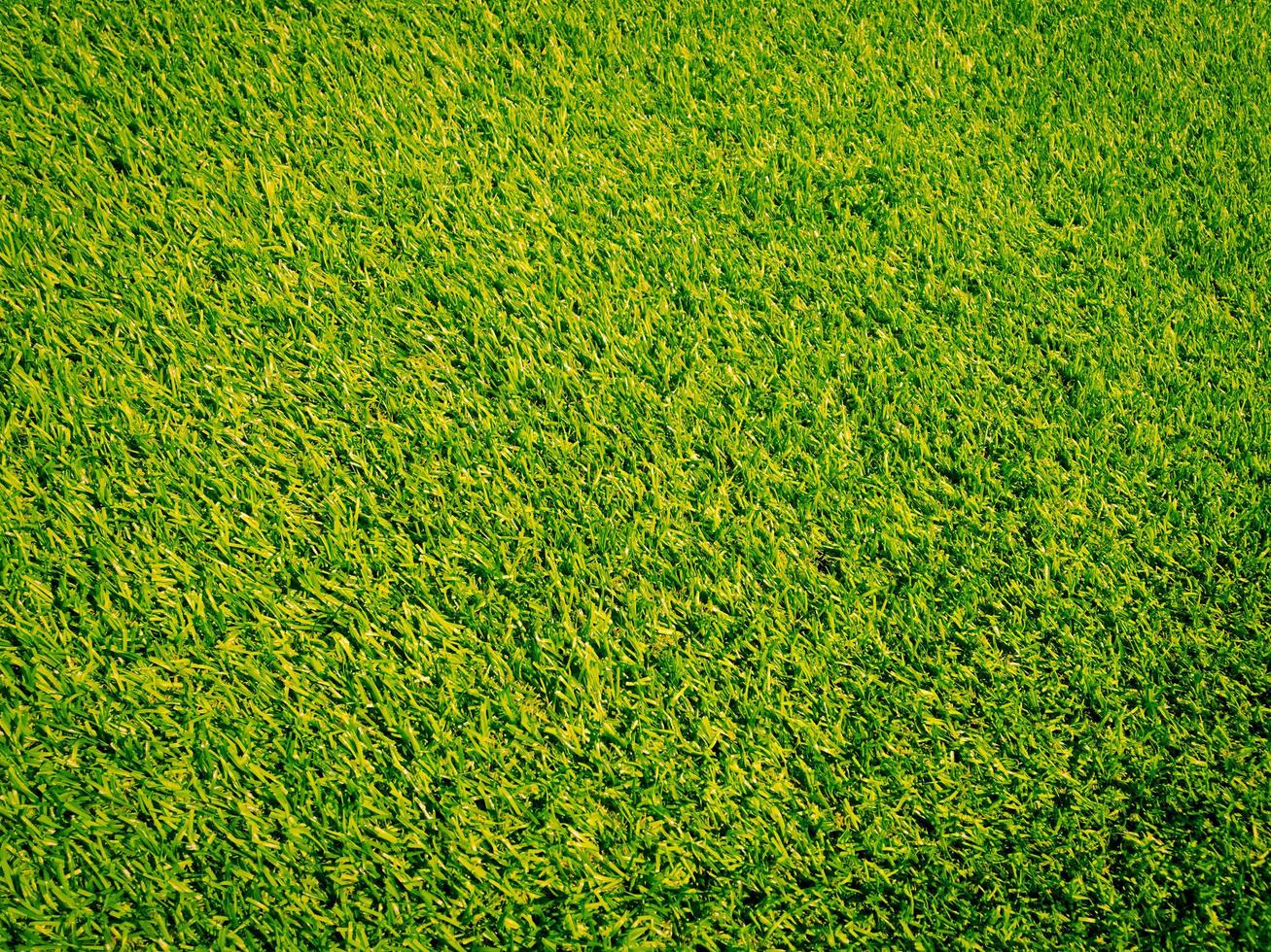 Green grass in the natural background for design photo