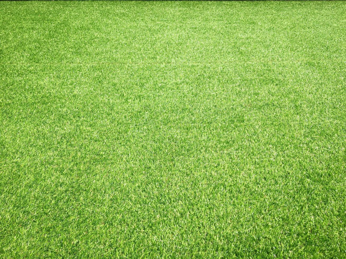 Green grass close up view in the jungle with copy space for design photo