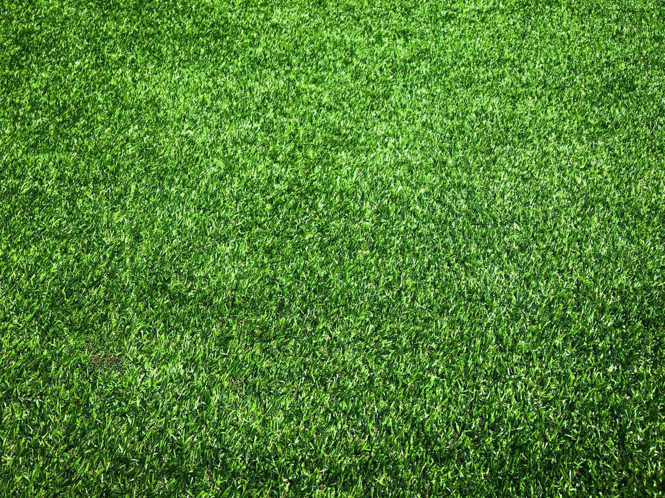 Green grass close up view in the jungle with copy space for design photo