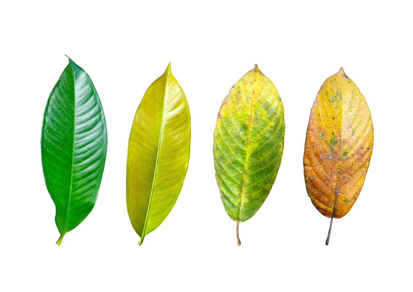 Collection of mangosteen leaves isolated on white background. Fresh foliage with clipping path photo