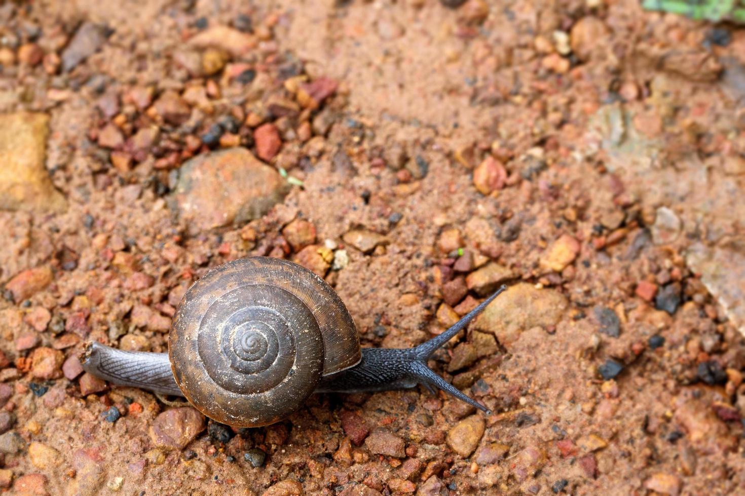 caracol grande con concha arrastrándose por la carretera, día de verano en el jardín foto