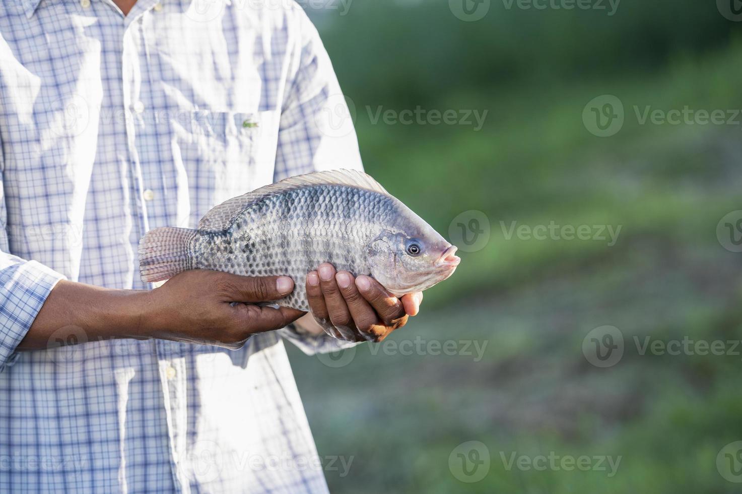 la agricultura captura grandes tilapias frescas para exportarlas al mercado de pescado. tilapia fresca foto