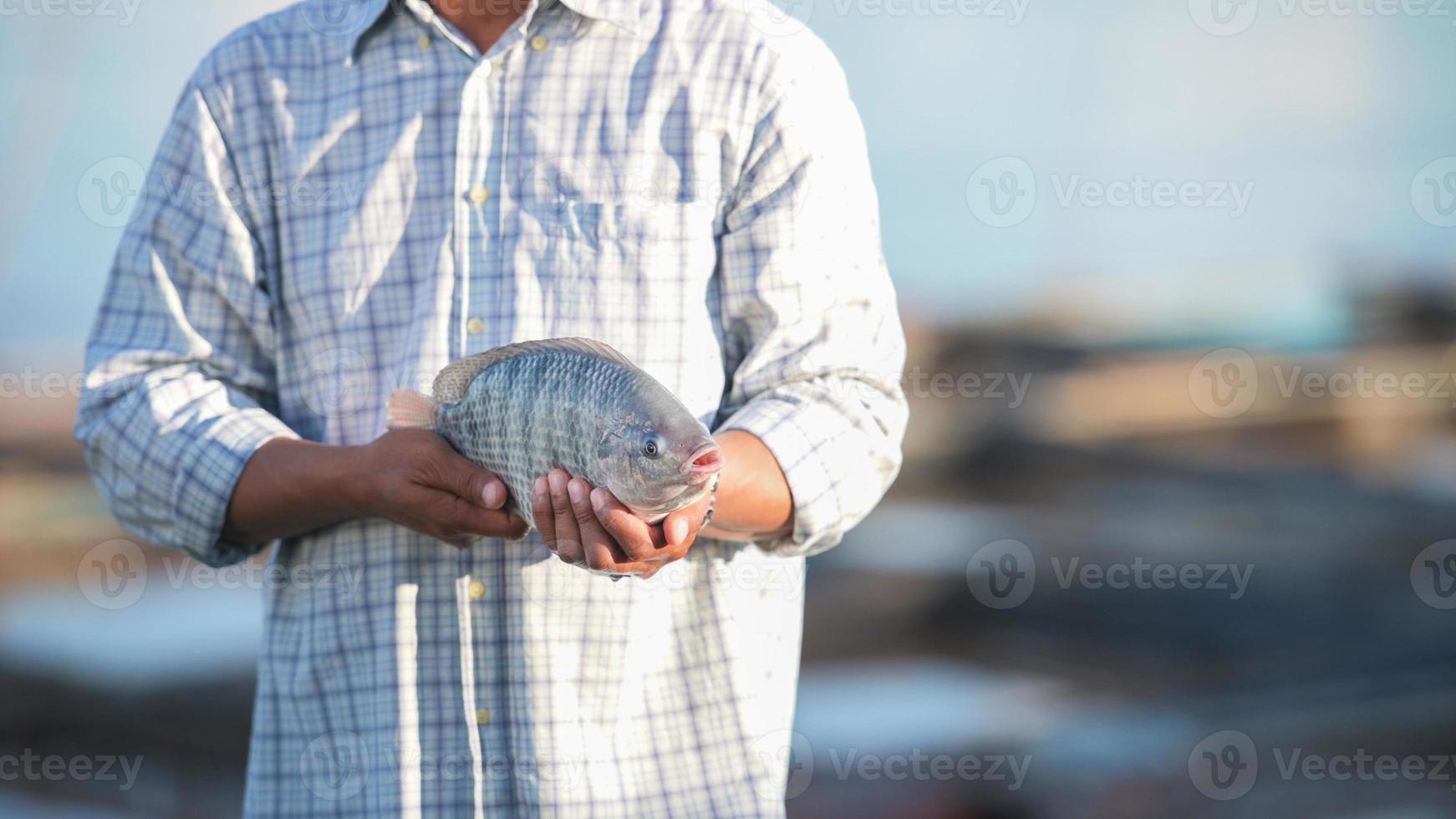 Agriculture is catching large fresh tilapia for export to the fish market. Fresh tilapia photo