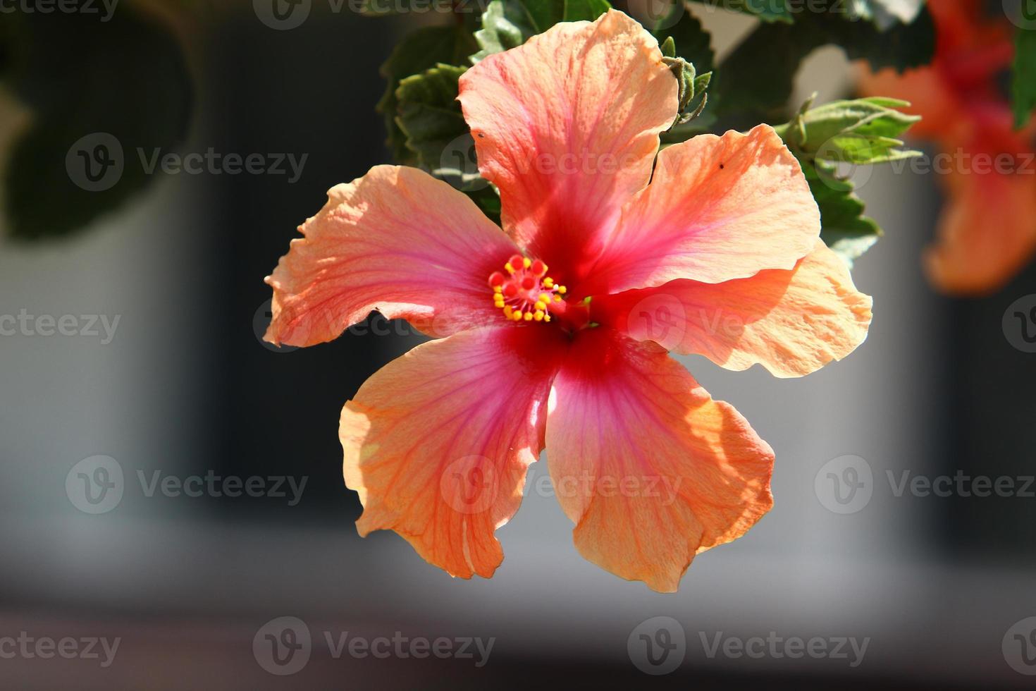 Chinese hibiscus blooms in a city park in northern Israel. photo