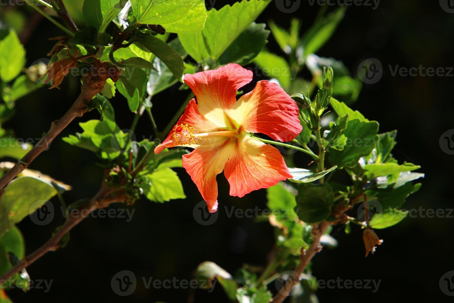 Chinese hibiscus blooms in a city park in northern Israel. photo