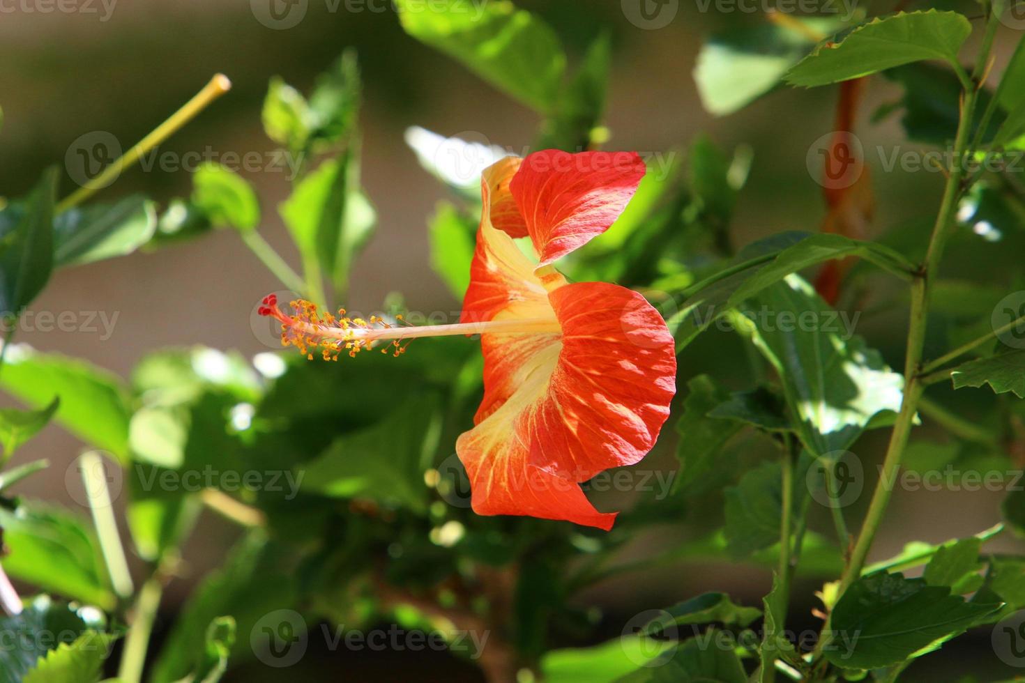 Chinese hibiscus blooms in a city park in northern Israel. photo