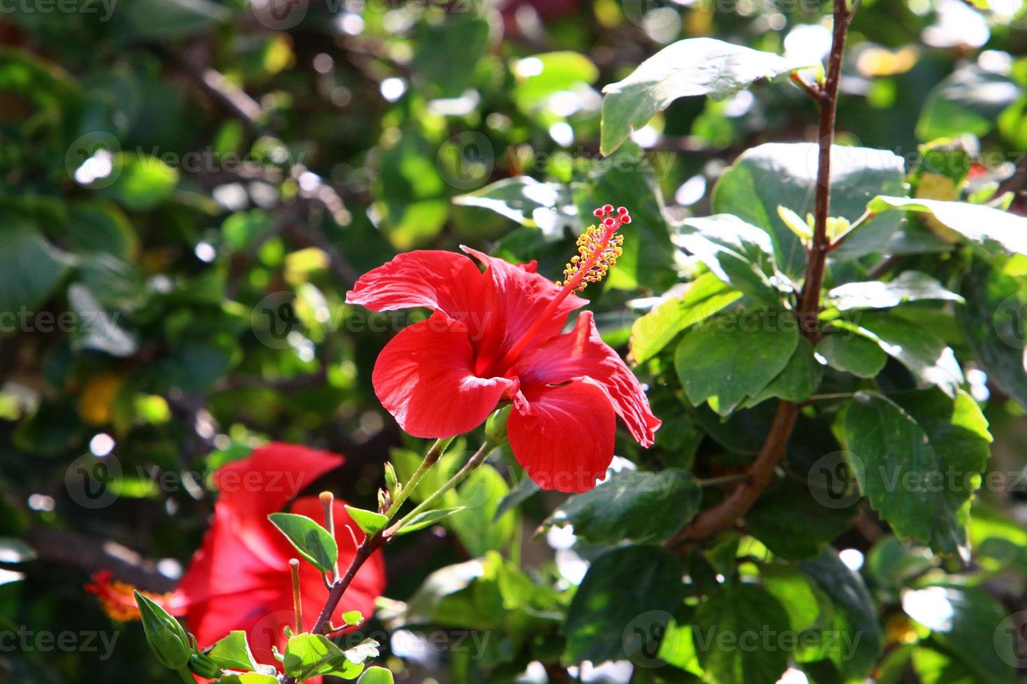 Chinese hibiscus blooms in a city park in northern Israel. photo
