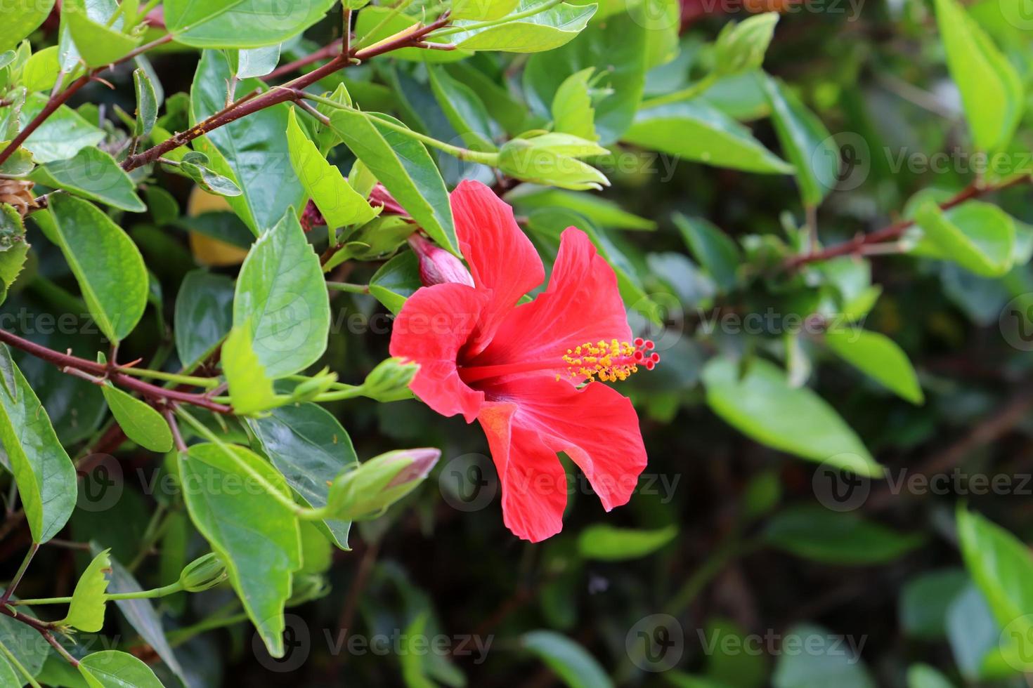 Chinese hibiscus blooms in a city park in northern Israel. photo