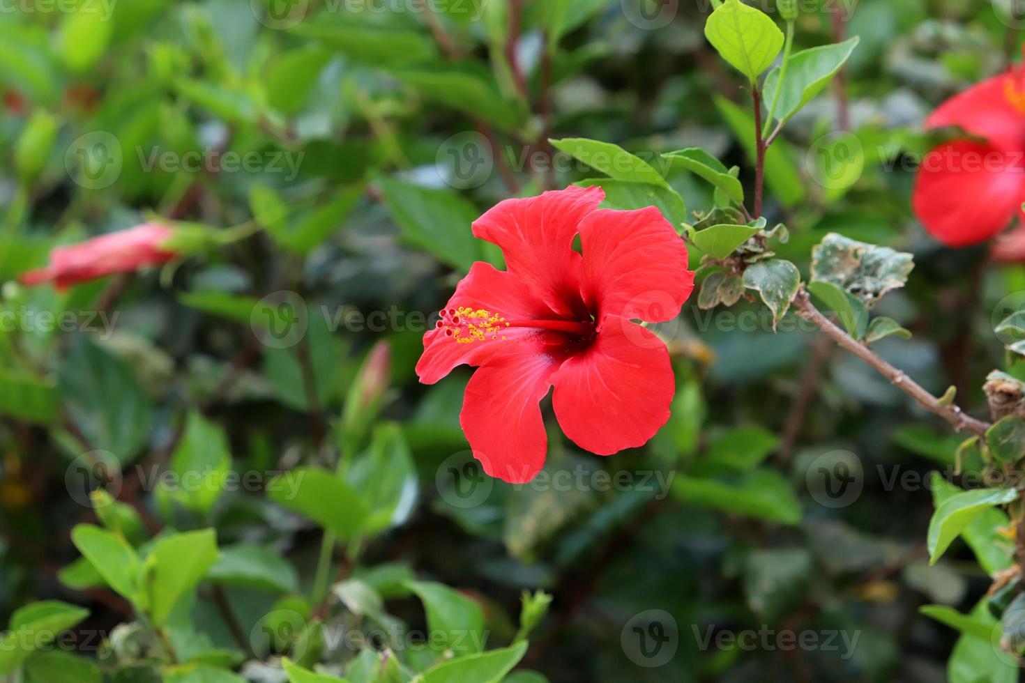 Chinese hibiscus blooms in a city park in northern Israel. photo