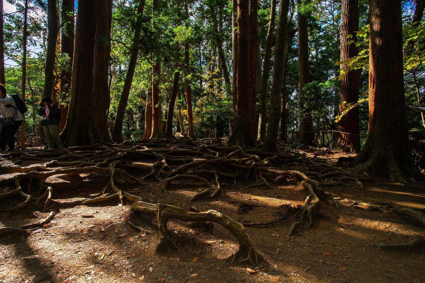 Kurama, Kyoto Prefecture, Kansai, Japan - November 21, 2019 - Tourists walking on trail in Mount Kurama, at Kinone Michi, exposed tree root on the passage between Kurama-dera to Kifune Shrine photo