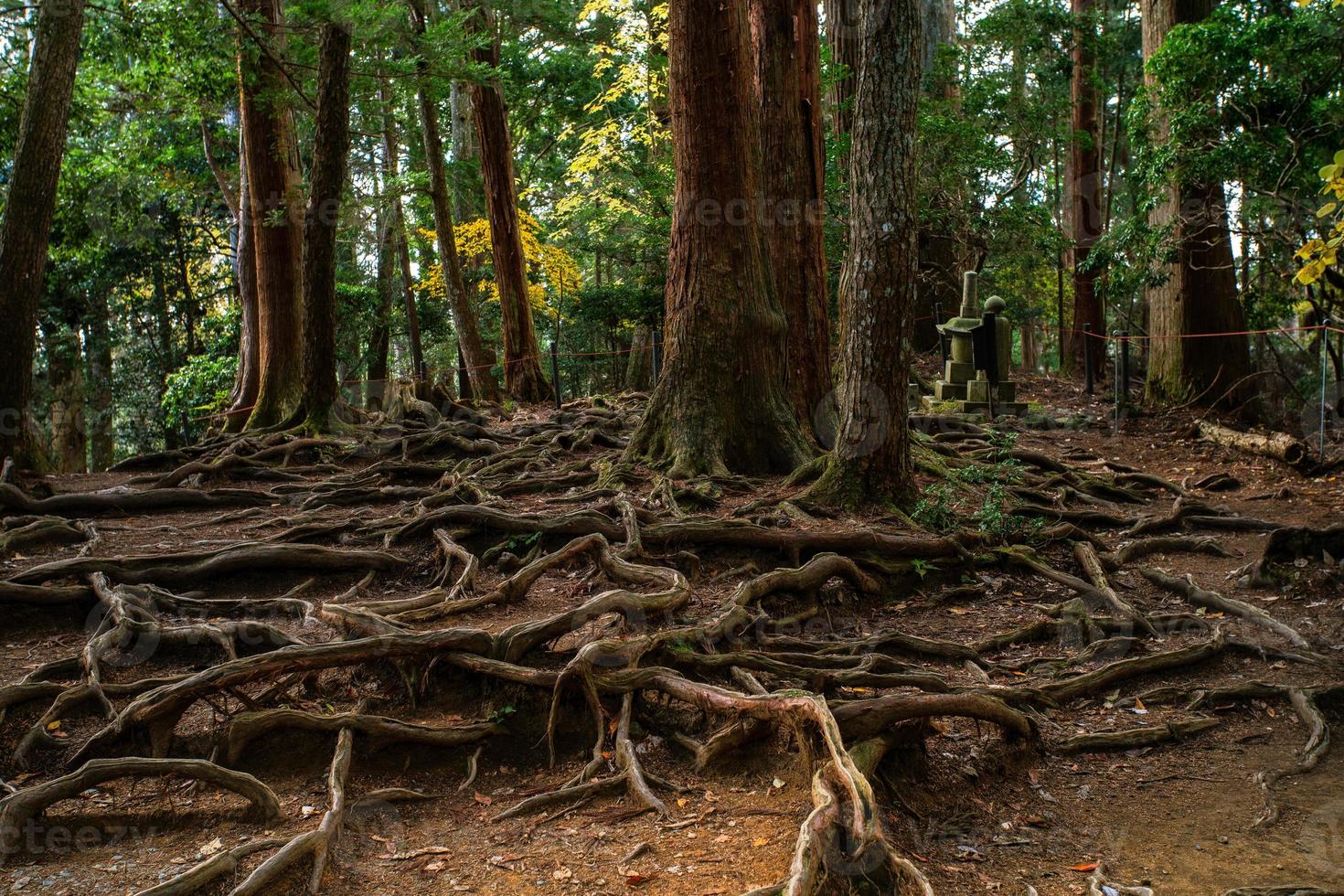 kinone michi, raíz de árbol expuesta en el suelo de un sendero para caminar en el monte kurama, el pasaje entre kurama-dera y el santuario kifune, prefectura de kyoto, kansai, japón foto