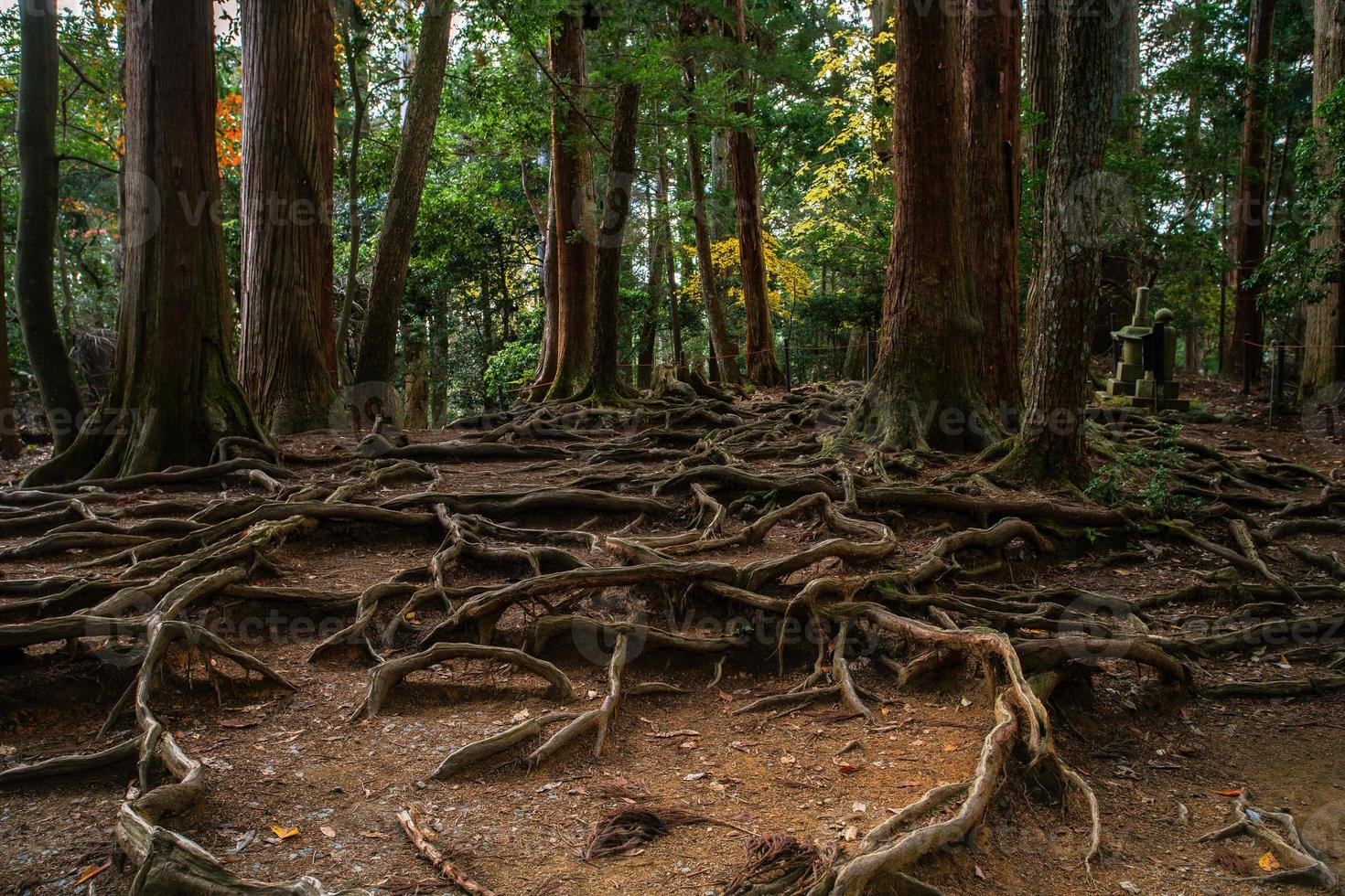 Kinone Michi, exposed tree root on ground of walking trail in Mount Kurama, the passage between Kurama-dera to Kifune Shrine, Kyoto Prefecture, Kansai, Japan photo