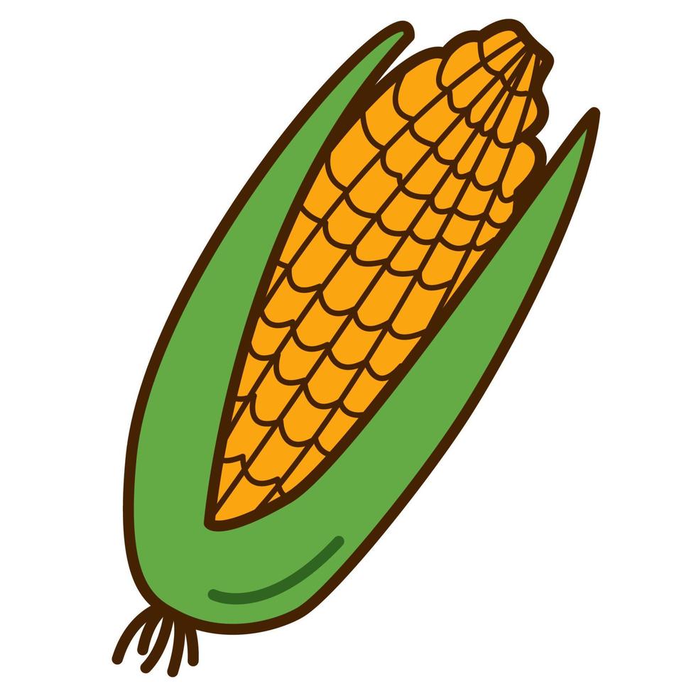 corn in doodle style. Vector illustration of a vegetable