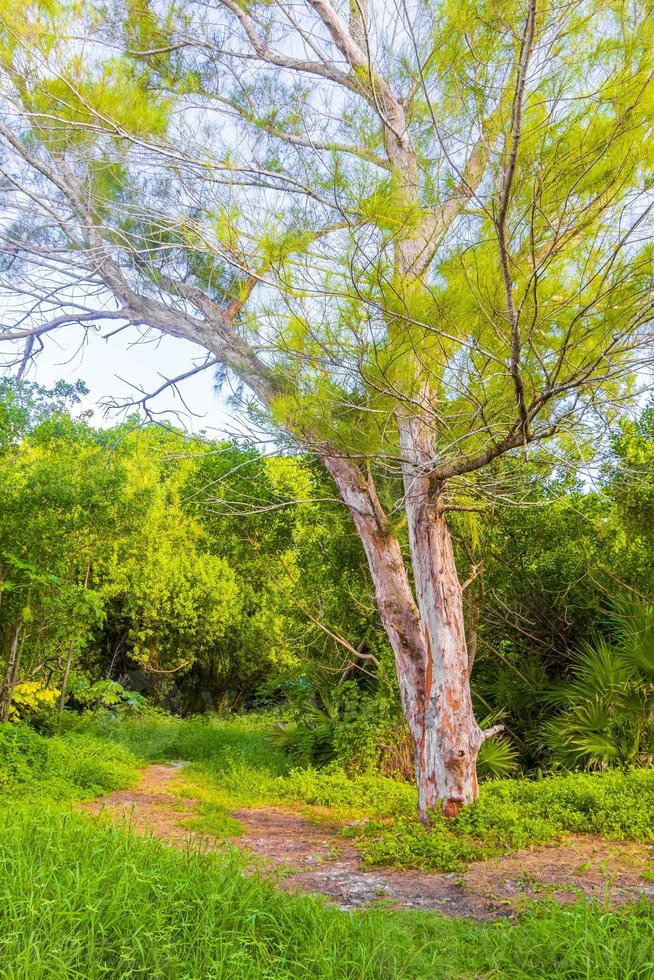 Caribbean beach fir palm trees in jungle forest nature Mexico. photo