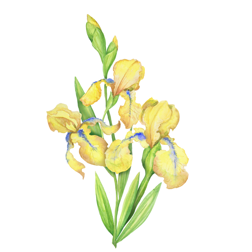 yellow irises, watercolor hand painted illustration a bouquet of flowers with leaves png