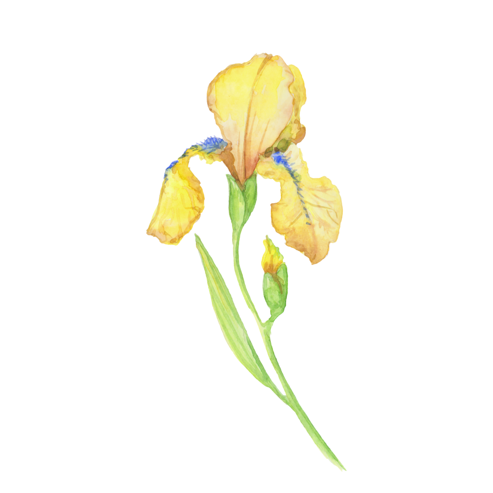 yellow iris, watercolor hand painted illustration a bouquet of flower with leaves png