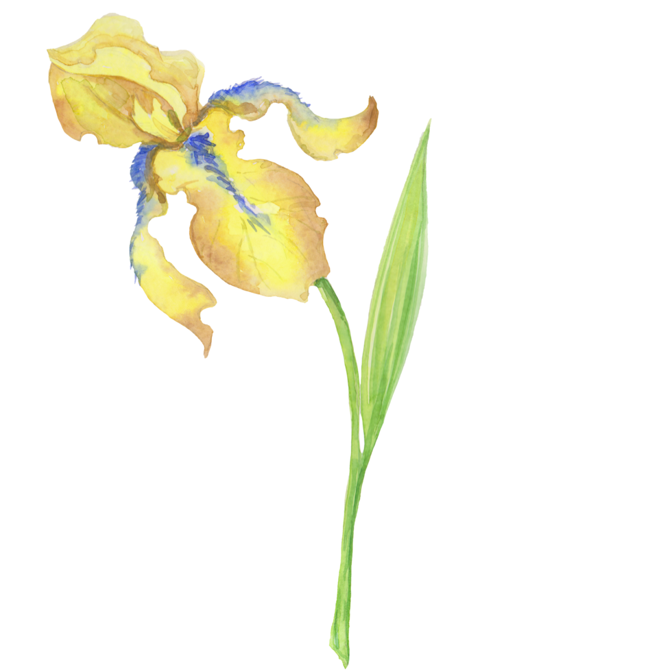 yellow iris, watercolor hand painted illustration a bouquet of flower with leaves png