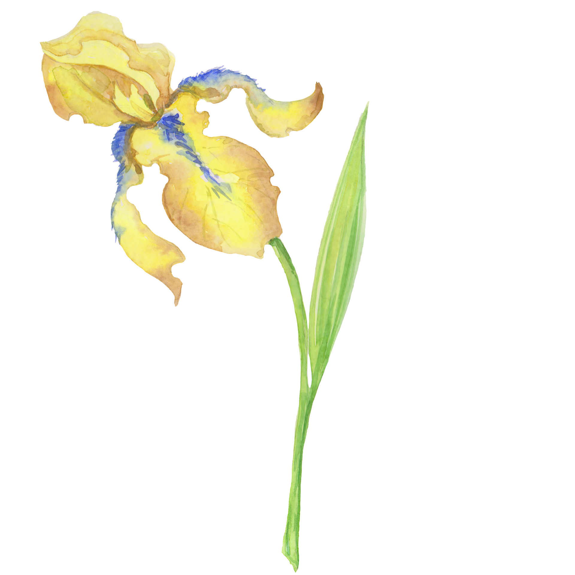 yellow iris, watercolor hand painted illustration a bouquet of flower
