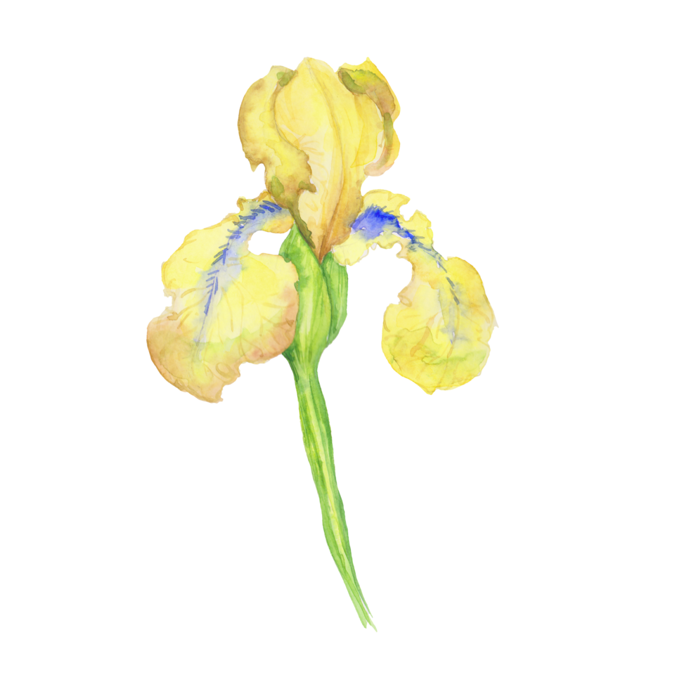 yellow iris, watercolor hand painted illustration a bouquet of flower with leaves png