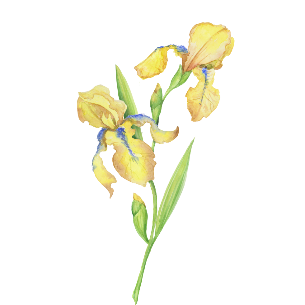 iris jaunes, illustration peinte à la main à l'aquarelle un bouquet de fleurs avec des feuilles png
