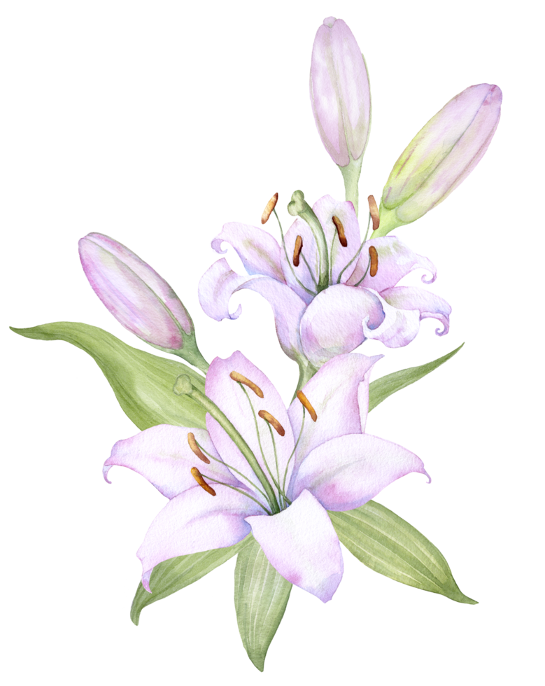 Bouquet white lilies, pink lilies, flowers and buds watercolor flower arrangement png