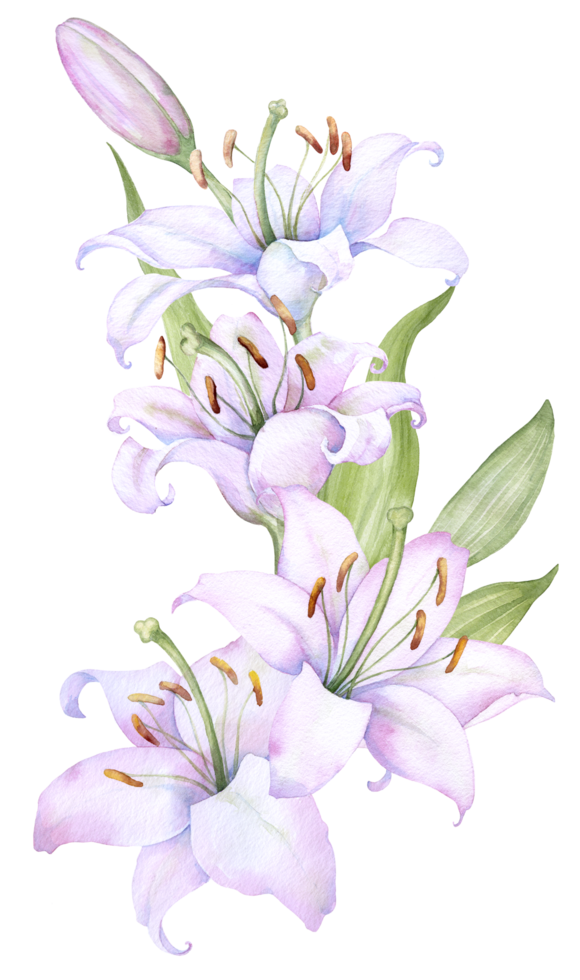 Bouquet white lilies, pink lilies, flowers and buds watercolor flower arrangement png