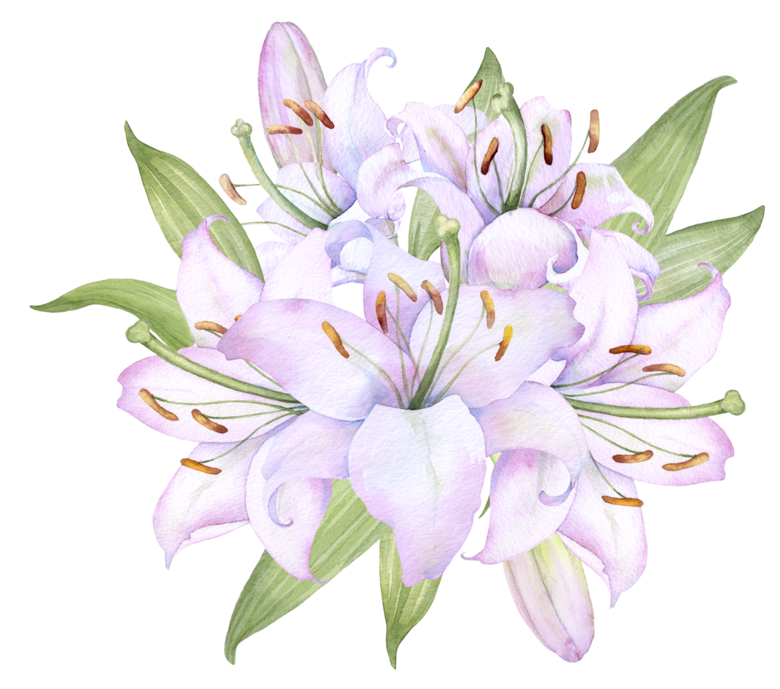 Bouquet white lilies, pink lilies, flowers and buds watercolor flower arrangement png