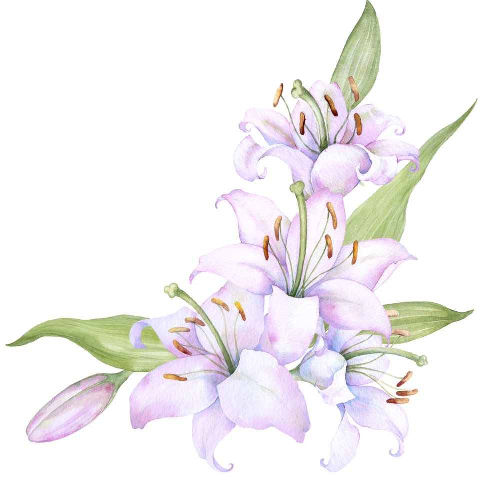 bouquet de lys blancs, de lys roses, de fleurs et de bourgeons arrangement floral aquarelle png