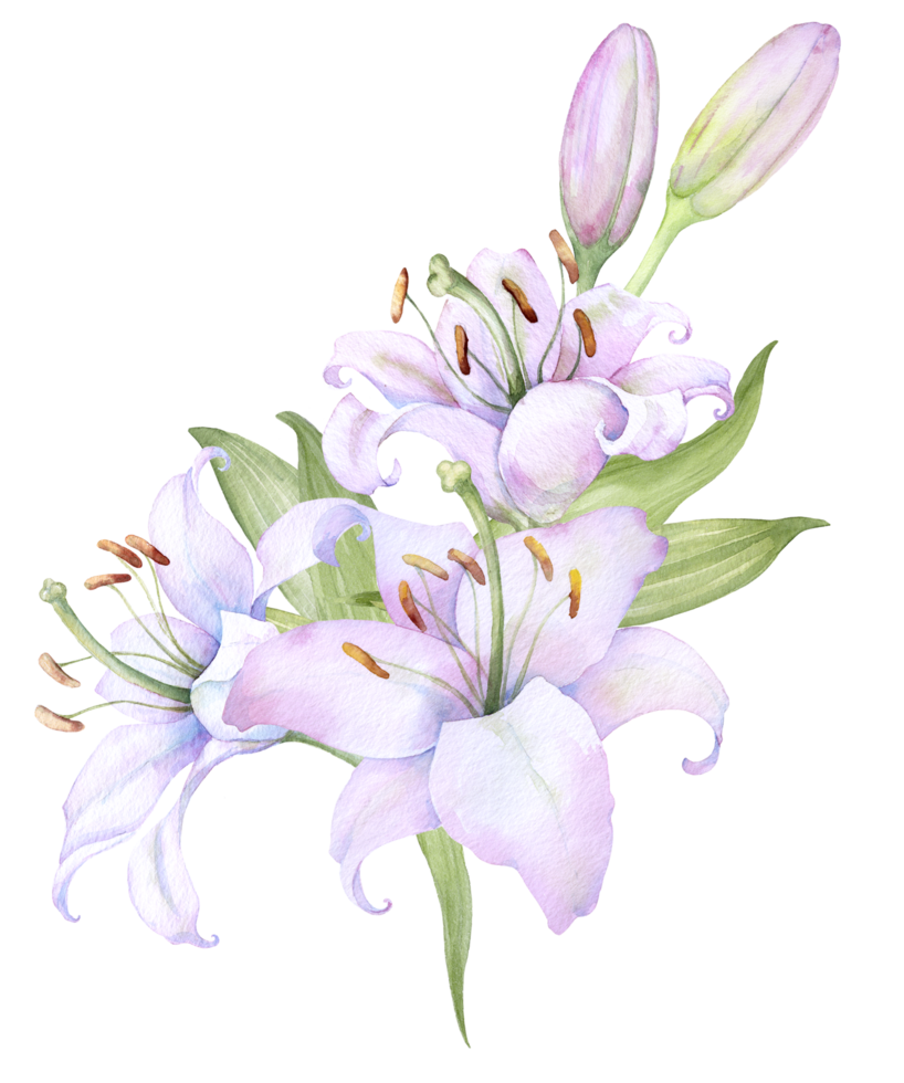 Bouquet white lilies, pink lilies, flowers and buds watercolor flower arrangement png