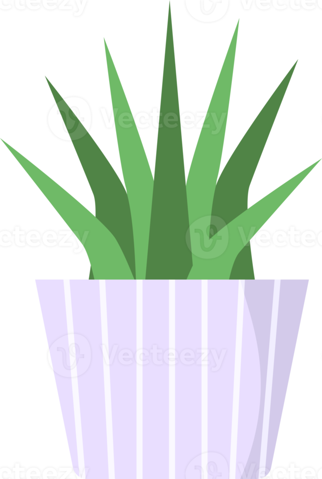 plante succulente d'aloe vera dans un joli pot png