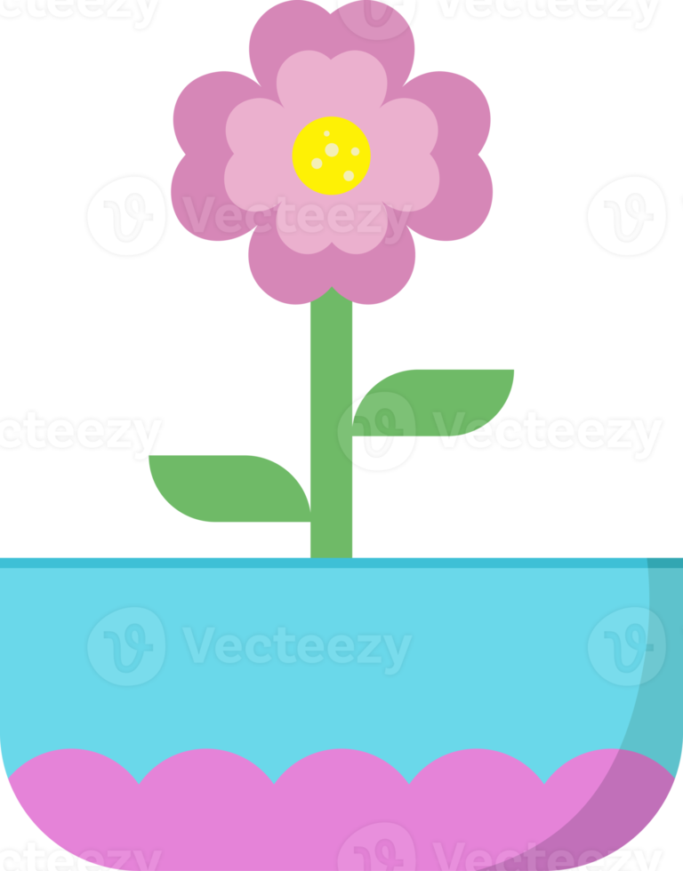 cute pink flower blooming with leaves in pink blue pot png