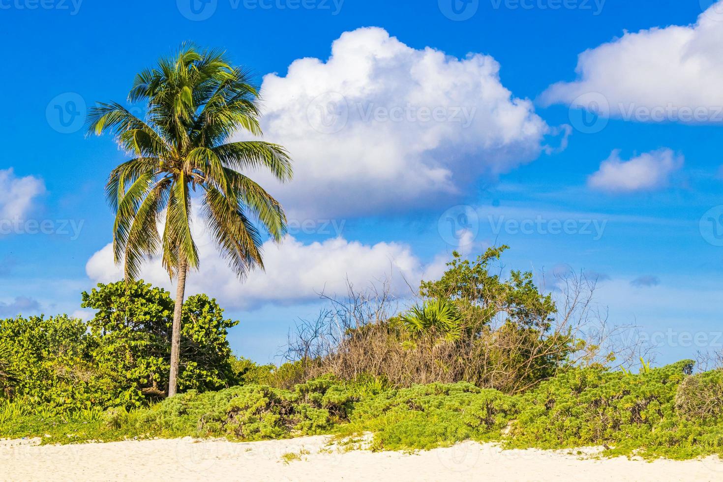 Caribbean beach fir palm trees in jungle forest nature Mexico. photo