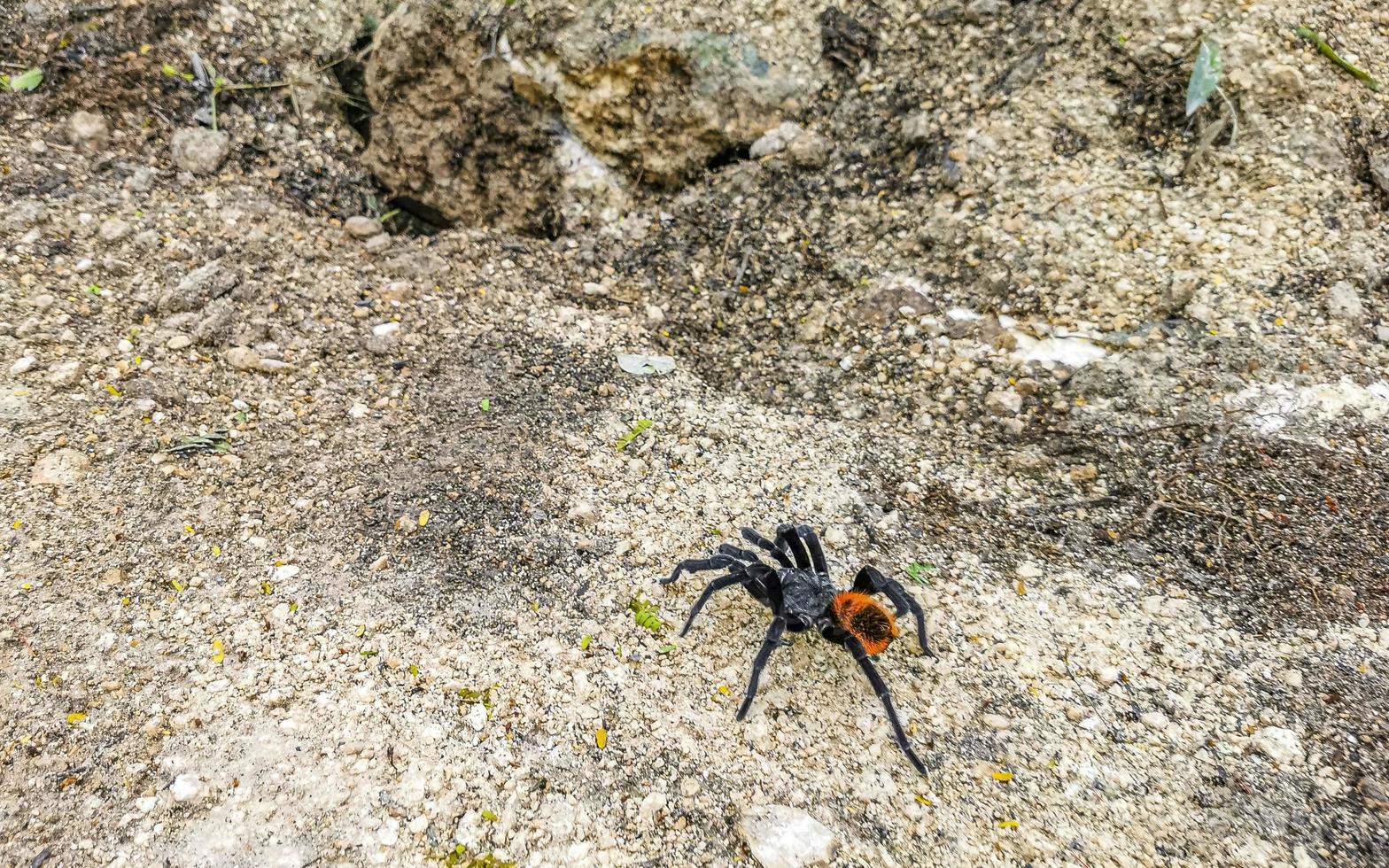 Tarantula brown black crawls on the ground Mexico. photo