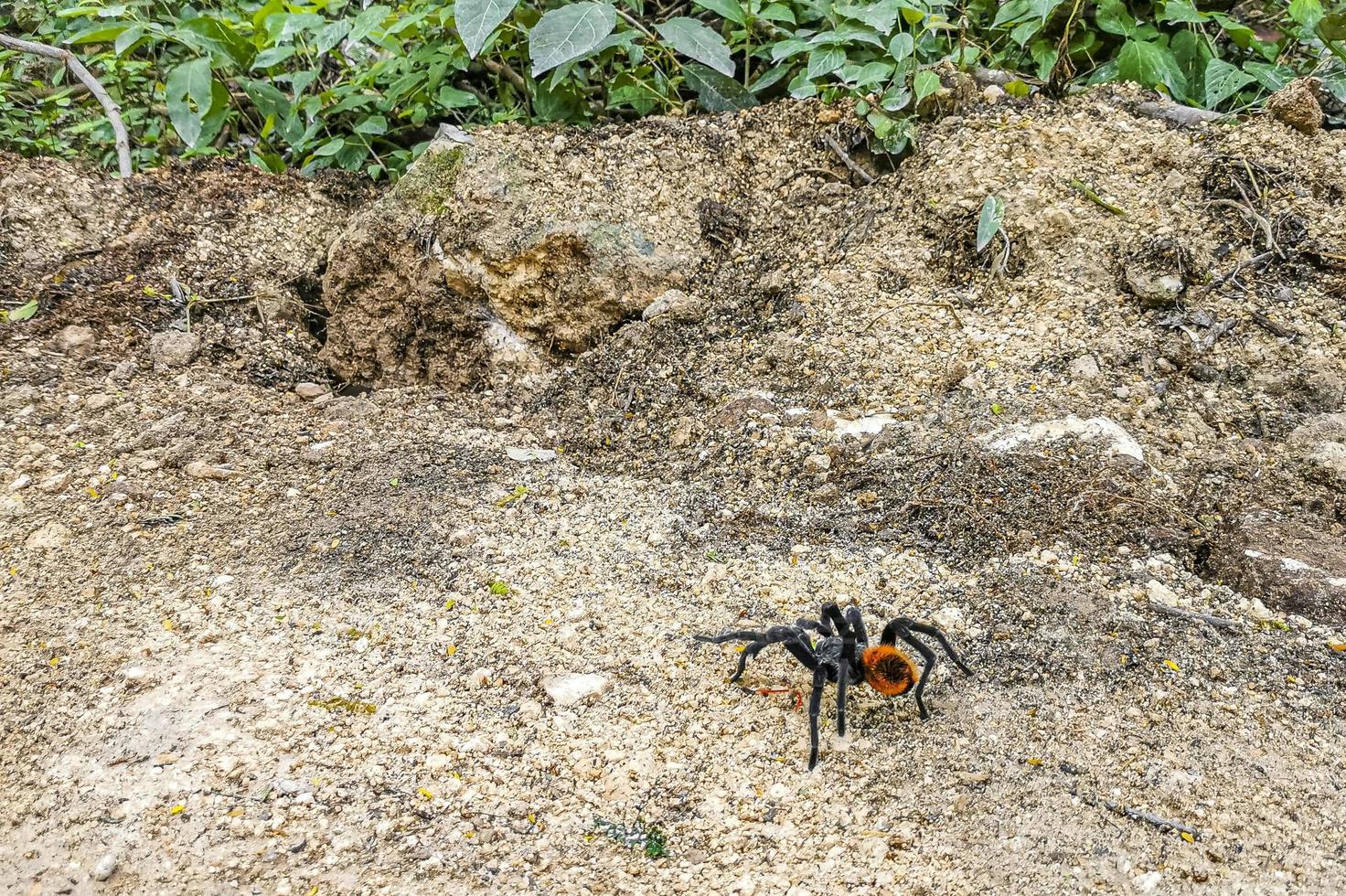 Tarantula brown black crawls on the ground Mexico. photo