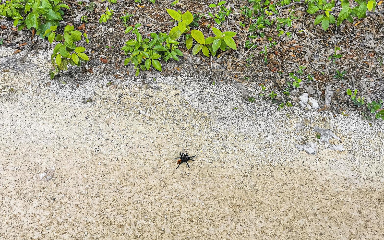Tarantula brown black crawls on the ground Mexico. photo