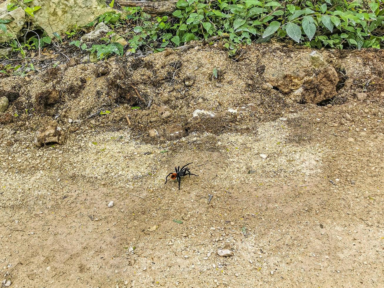 Tarantula brown black crawls on the ground Mexico. photo