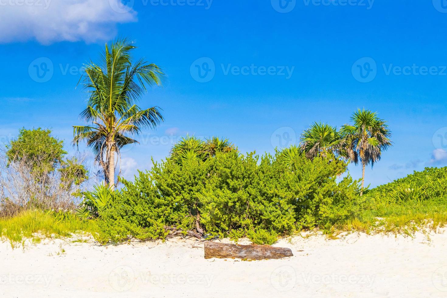Caribbean beach fir palm trees in jungle forest nature Mexico. photo