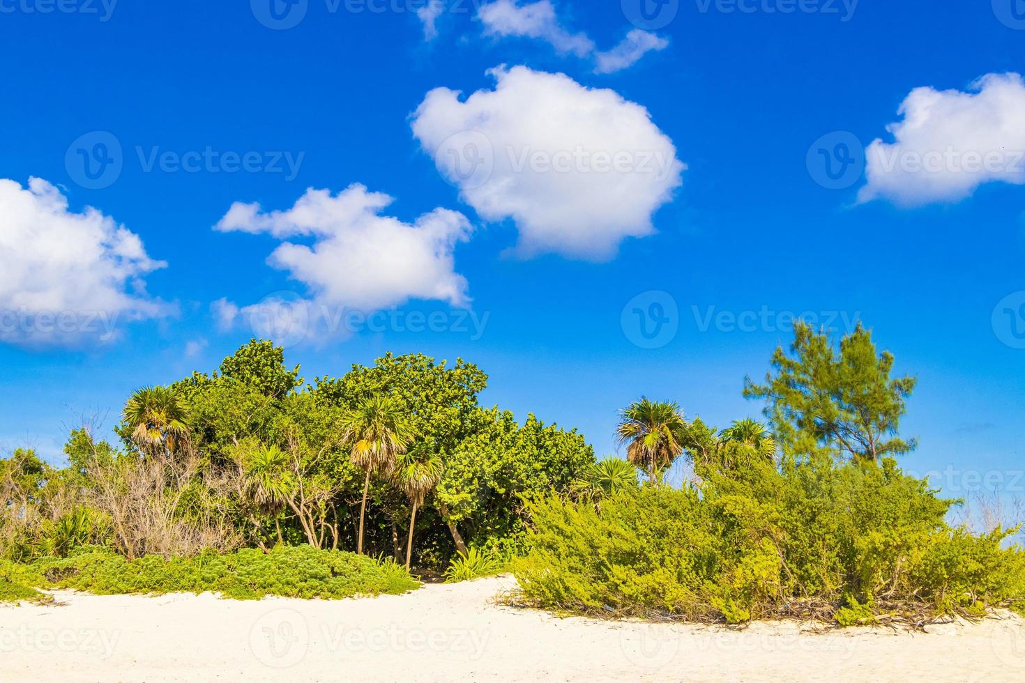 Caribbean beach fir palm trees in jungle forest nature Mexico. photo