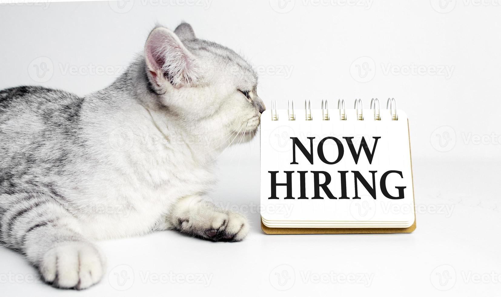 Now Hiring on notebook and grey cat photo