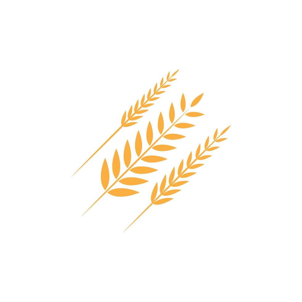 Agriculture wheat rice vector icon design
